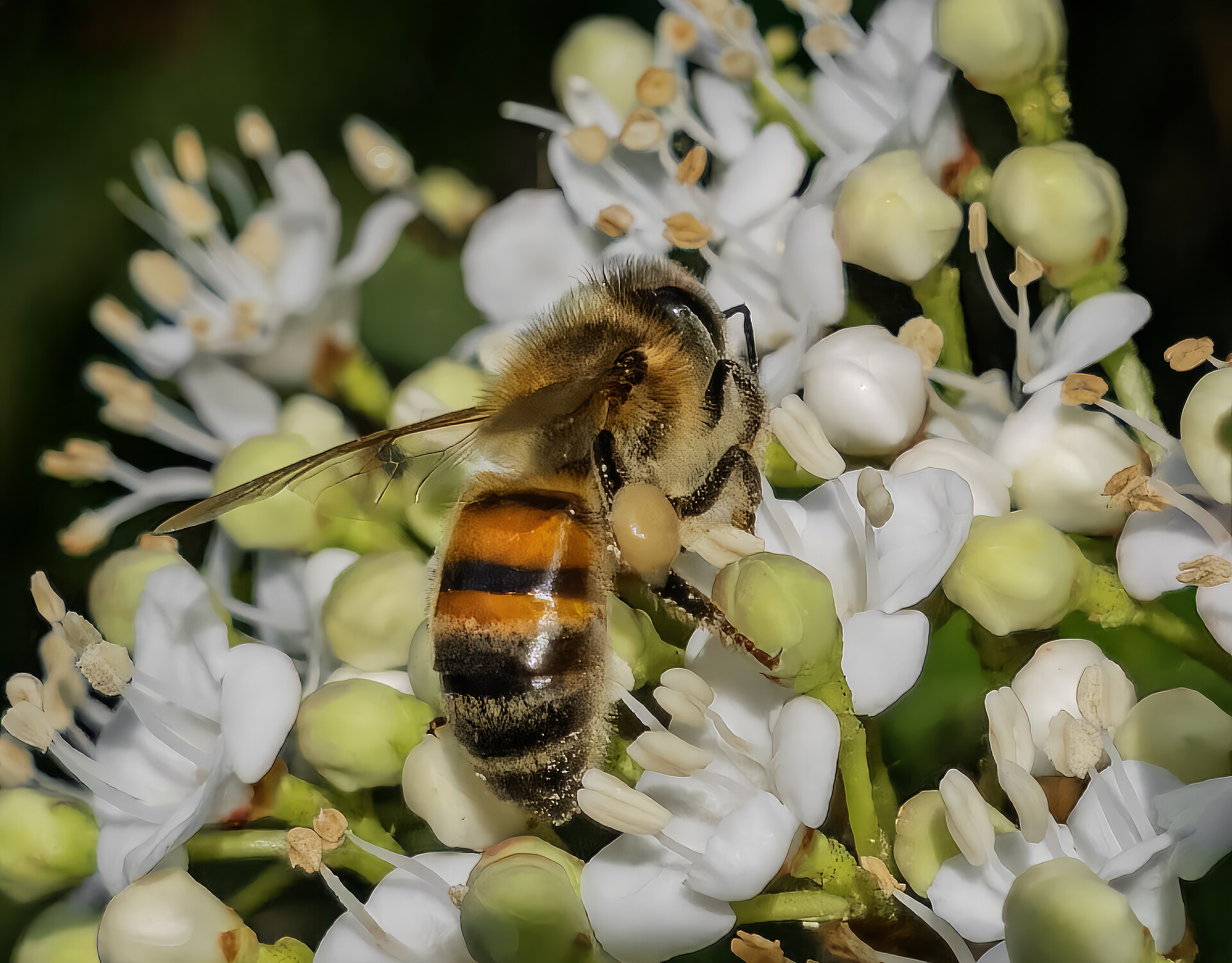 Bees
